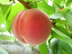 ���i�C���[�W