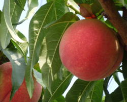 ���i�C���[�W