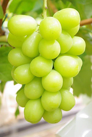 ���i�C���[�W